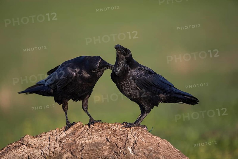 Raven (Corvus corax), Spanish imperial eagle, Extremadura, Castilla La Mancha, Spain