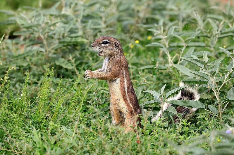 Cape bristle-necked squirrel (Xerus inauris), adult, alert, standing upright, foraging, Mountain Zebra National Park, Eastern Cape, South Africa