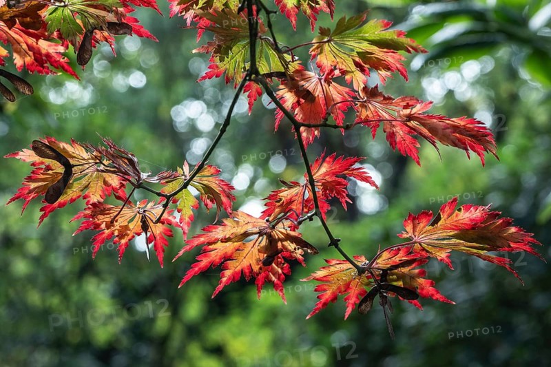Adenhut leaf maple (Acer japonicum aconitifolium), autumn leaves, Emsland, Lower Saxony, Germany