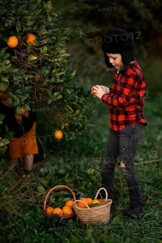 A child wearing a red plaid shirt and black hat picks oranges from a tree in a lush orchard. Two wicker baskets filled with fresh oranges rest on the grass