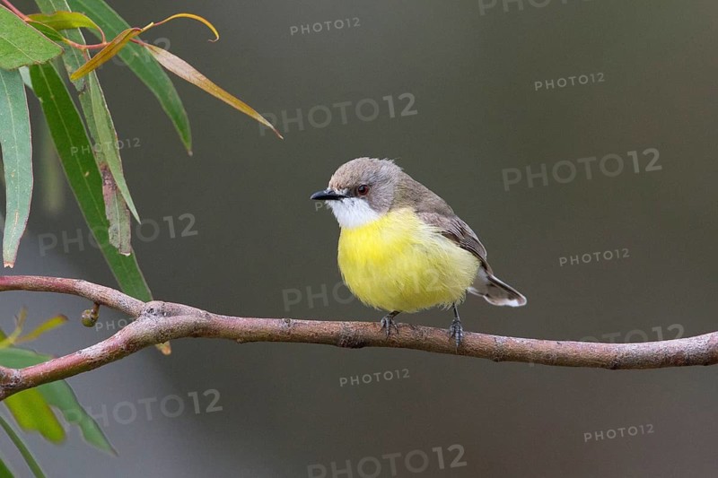 White-throated Gerygone (Gerygone olivacea), Victoria, Australia