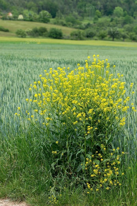 Brassicaceae, bunias orientalis, alien plant, smooth grouper, cruciferous vegetable, neobiota, neophyte, oriental grouper, problem plants, turkish rocket, turkish wartycabbage, turkish arugula, spike, spike, flora, high size, hill mustard, portrait format, invasive species, plants, warty cabbage