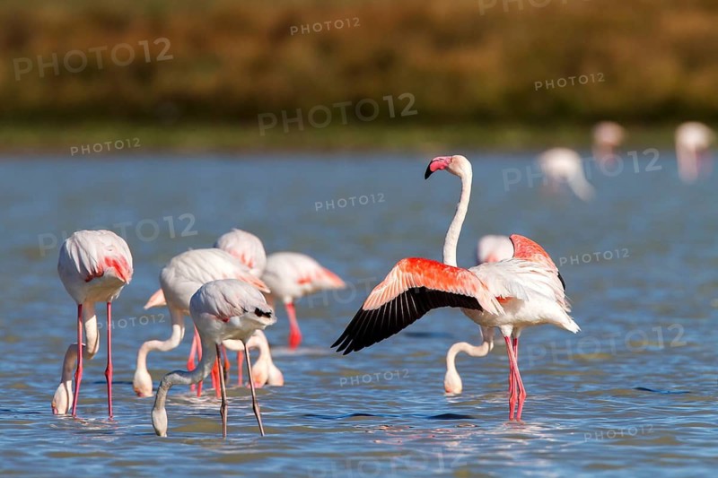 Greater Flamingo (Phoenicopterus roseus), Castile-La Mancha, Spain