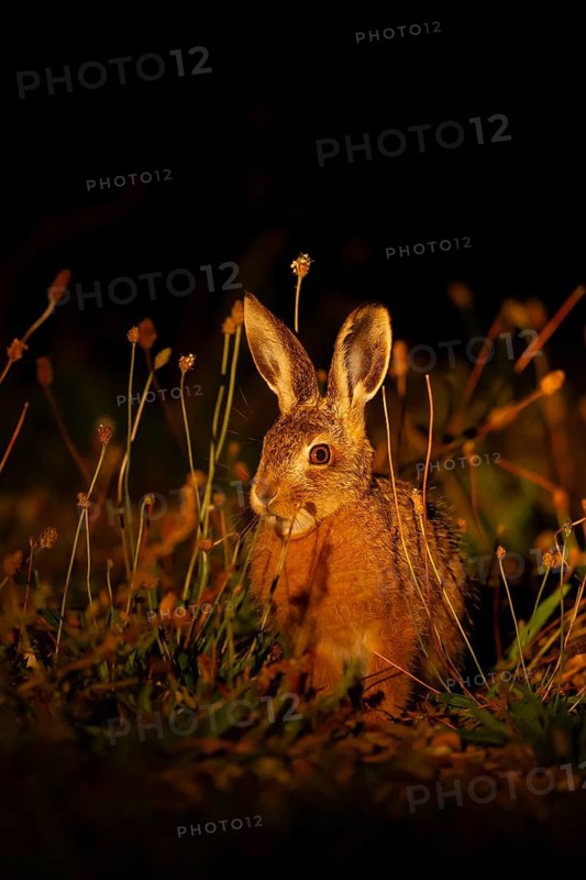 European brown hare (Lepus europaeus) juvenile baby leveret animal in grassland in the summer at night lit by torchlight, England, United Kingdom