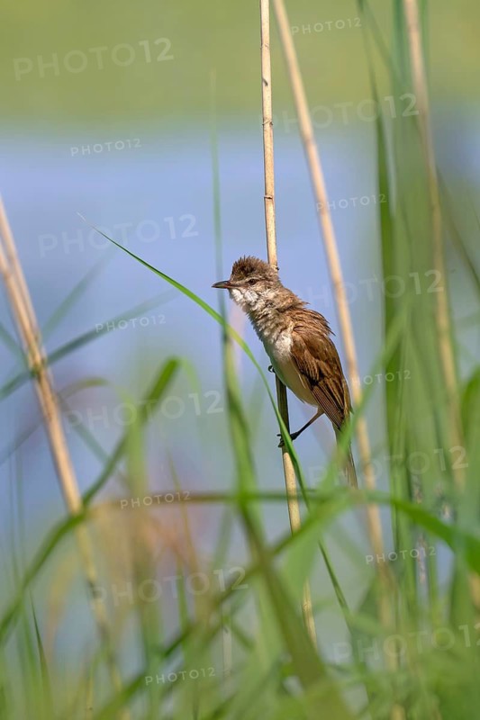 Reed Warbler (Acocephalus arundinaceus), perched in the reeds, Güssinger Ponds, Güssing, Burgenland, Austria