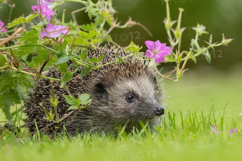 European hedgehog (Erinaceus europaeus) adult animal under a garden geranium flower in summer, Suffolk, England, United Kingdom