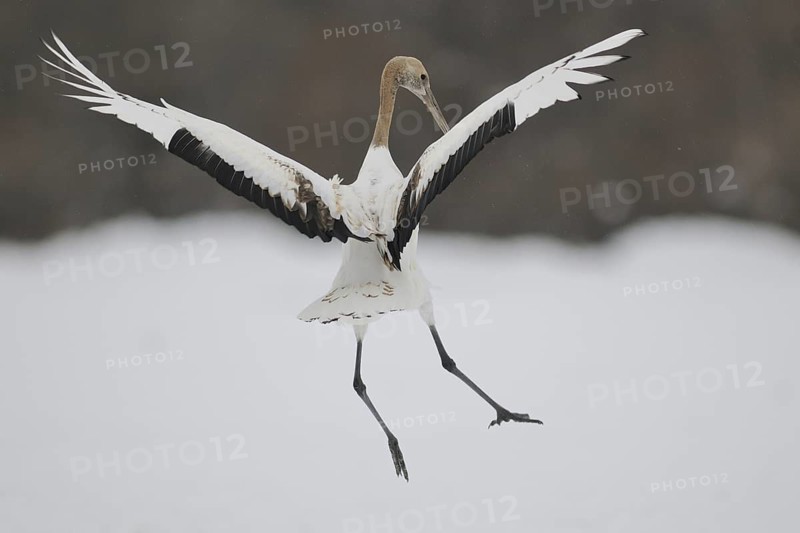 Red-crowned Crane (Grus japonensis) juvenile flying, Hokkaido, Japan