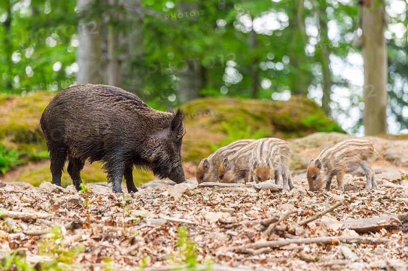 Wild boar (Sus scrofa) mother with her piglets (Squeaker) in a forest, Bavaria, Germany