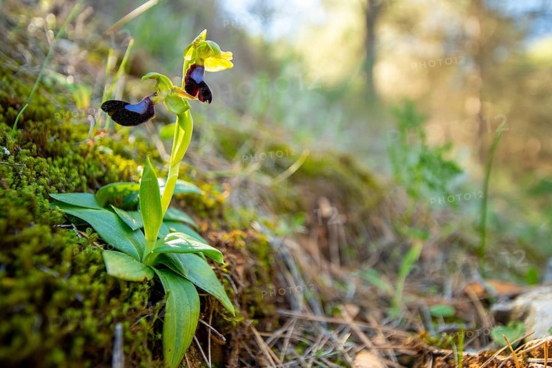 Stunning wild orchid with vivid colors blooms amidst lush moss and forested undergrowth. The soft sunlight highlights its delicate petals and vibrant green leaves