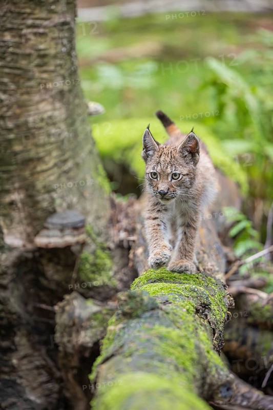 One young (10 weeks old) male Eurasian lynx, (Lynx lynx), crossing a creek, using a fallen tree as a natural bridge