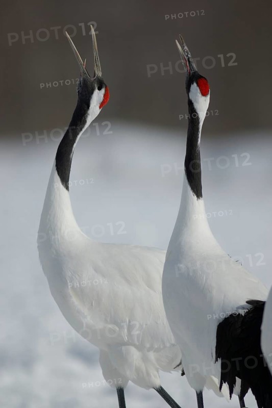 Red-crowned Crane (Grus japonensis) calling, Hokkaido, Japan