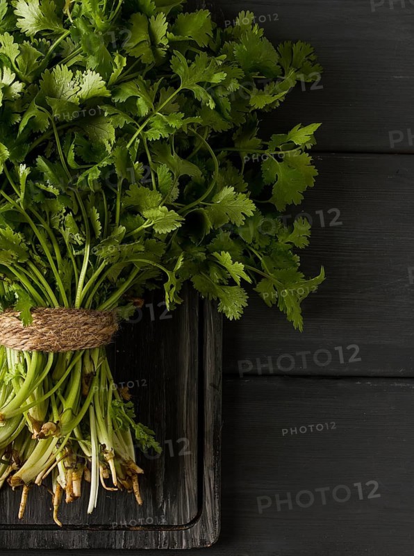 Bunch of fresh Cilantro, on a gray wooden table, close-up, top view, no people
