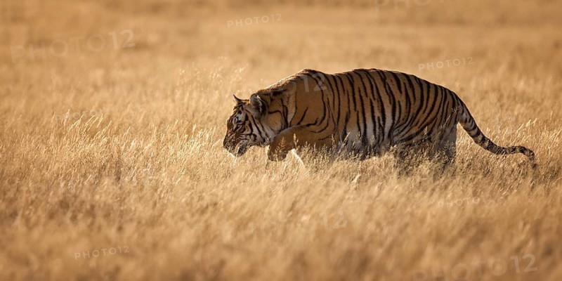 Bengal Tiger (Panthera tigris) male walking in grassland, captive, Philippolis, South Africa