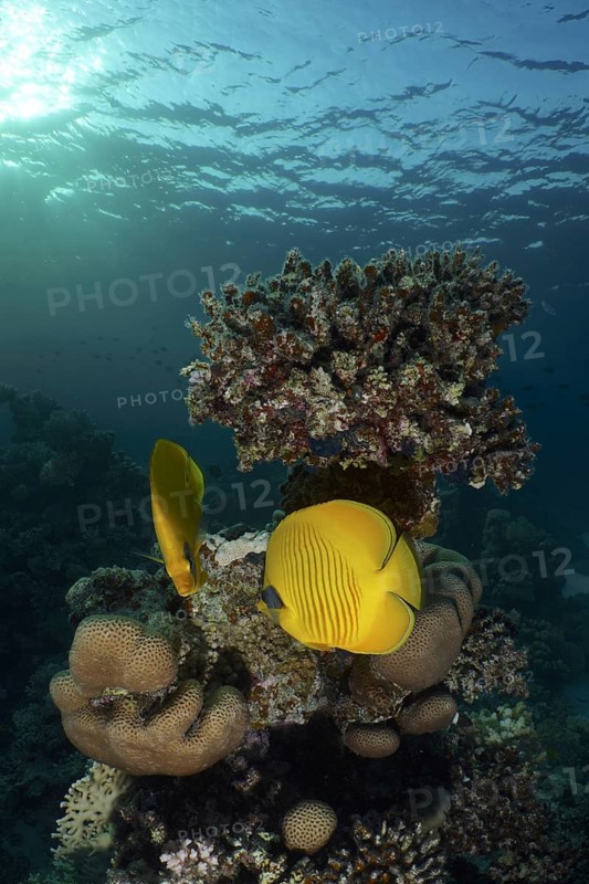 Maskarill masked butterflyfish (Chaetodon semilarvatus)