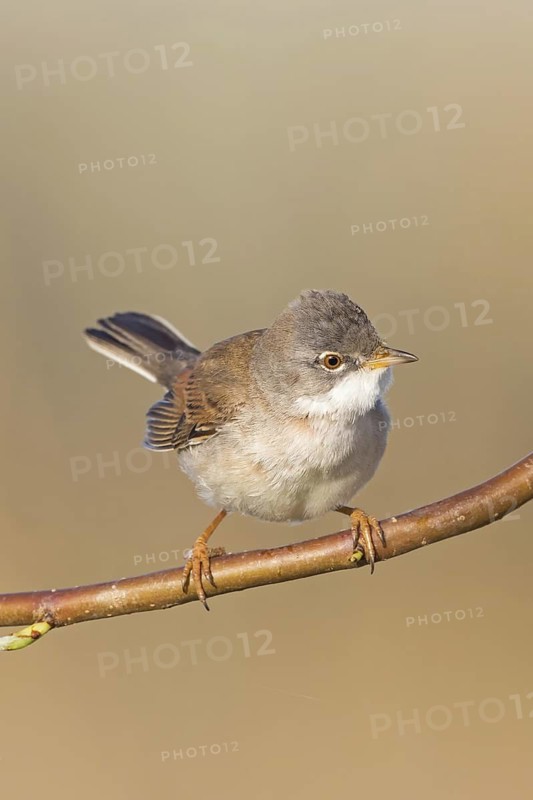 Whitethroat, (Sylvia communis), songbird, animals, birds, genus. of Curruca, NSG Der Spieß, Rheindürkheim, Rhineland-Palatinate, Federal Republic of Germany