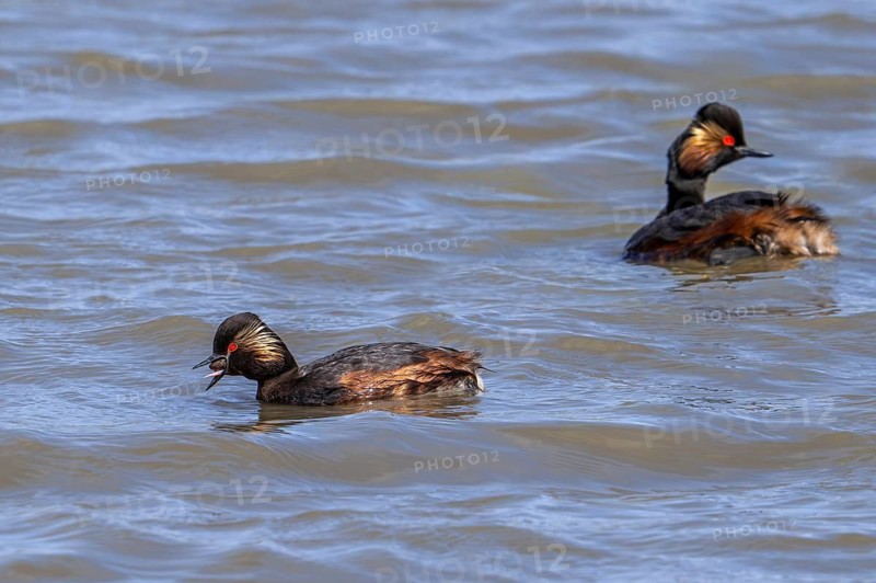 Black-necked grebe, eared grebe (Podiceps nigricollis) adult in breeding plumage regurgitating pellet while swimming in pond in spring