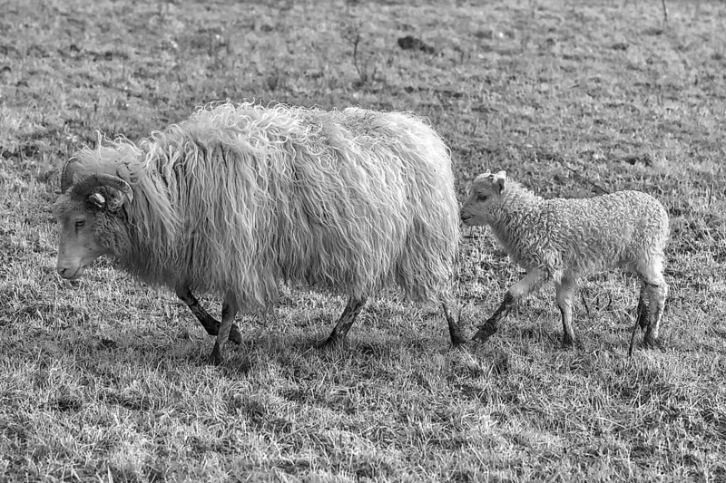 Sheep, Moorschnucke (Ovis aries) with her lamb on the pasture, black and white, Mecklenburg-Vorpommern, Germany