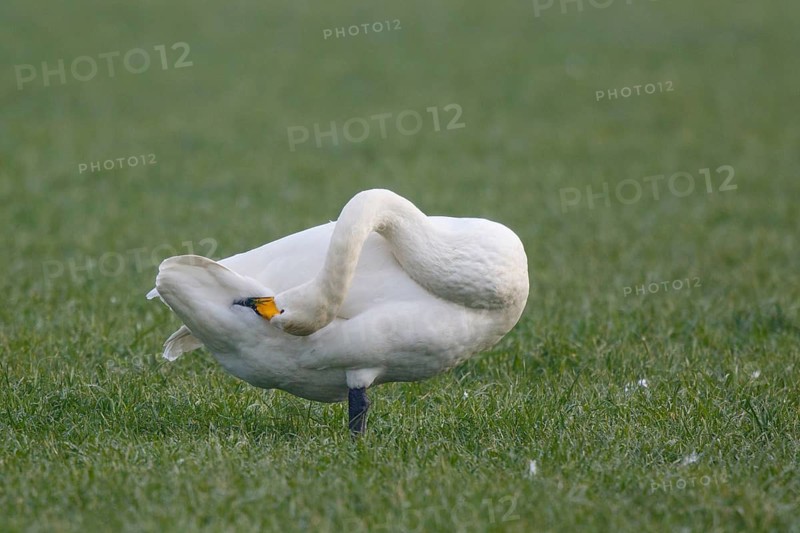 Whooper Swan (Cygnus cygnus) preening, North Rhine-Westphalia, Germany