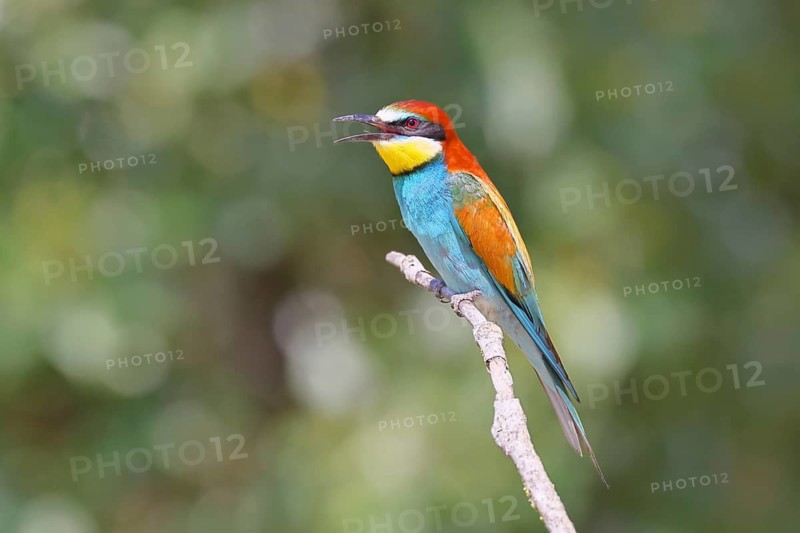 European bee-eater (Merops apiaster) sitting on a branch, Lake Neusiedl, Burgenland, Austria