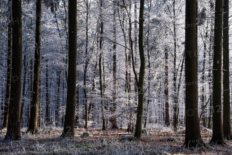 Wintery forest with hoarfrost on Königstuhl mountain, Rhein-Neckar district, Baden-Württemberg, Germany