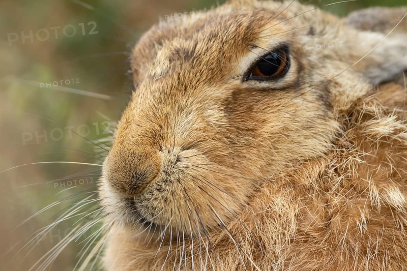 European brown hare (Lepus europaeus) adult animal head portrait, England, United Kingdom