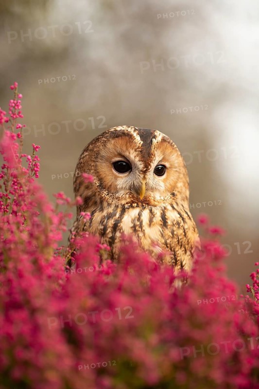 Tawny Owl (Strix aluco) captive, Germany
