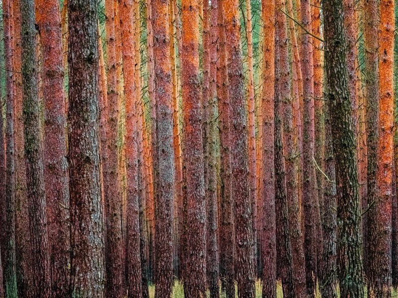 A dense pine forest, Nossentiner Schwinzer Heide nature park Park, Mecklenburg-Western Pomerania, Germany