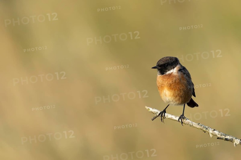 European stonechat (Saxicola rubicola) adult male bird on a tree branch, England, United Kingdom