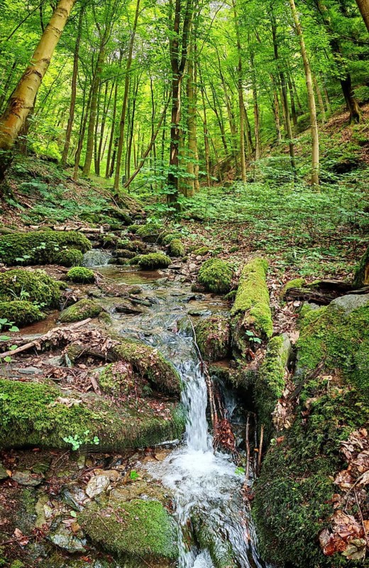 Kleiner Bach Werre in a lush green forest, surrounded by moss-covered stones, hiking in spring, Bad Blankenburg, Schwarzatal nature park Reserve, Thuringian Forest Nature Park, Thuringian Highlands