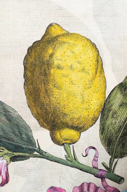 Lemon on a branch with leaves and decorative banner, citrus fruit, hand-colored copper engraving from Giovanni Baptista Ferrari Hesperides, Sive, de Malorum Aureorum Cultura et Usu Libri Quatuor, Rome, 1646
