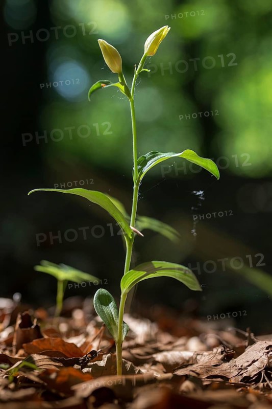 Pale woodbird, cephalanthera damasonium, orchidaceae, orchids, orchids, woodbirds, flora, high size, portrait format, plants