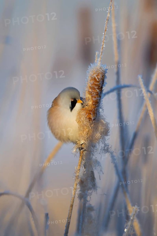 Bearded Reedling (Panurus biarmicus) male feeding on cattail seed, Thuringia, Germany