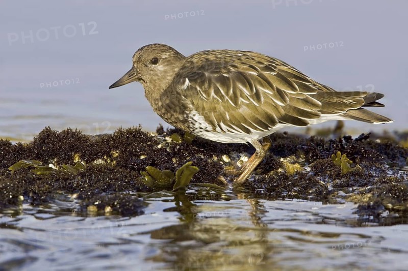 Black Turnstone (Arenaria melanocephala), British Columbia, Canada