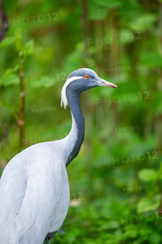 Demoiselle crane (Grus virgo) on a meadow, capttive