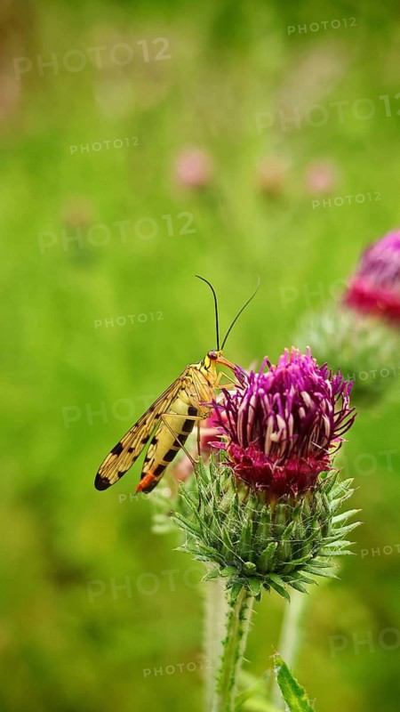 Close-up of a common scorpionfly (Panorpa communis) on a pink flower against a green bokeh background, Frankenwald nature park Park, Upper Franconia