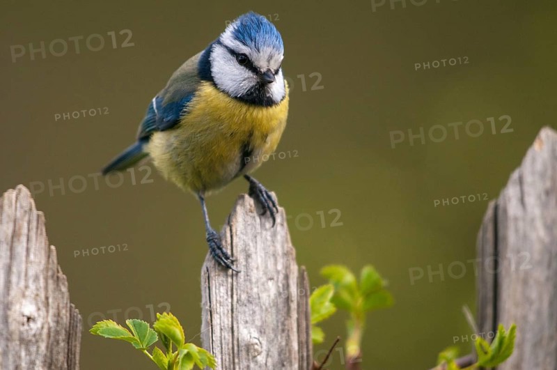 Blue tit, parus caeruleus, birds, garden fence, garden fence, tits, passeri, songbirds, songbirds, tits, birds