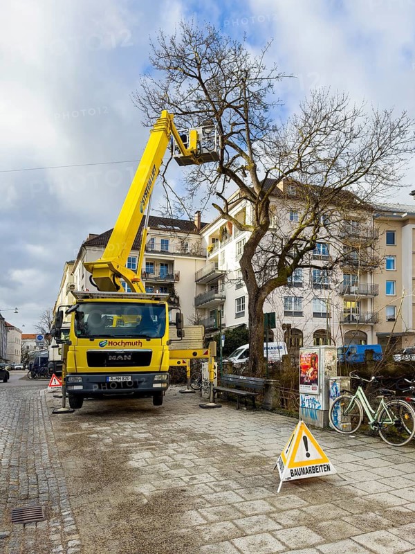 Tree work, Königinstrasse, Munich, Bavaria, Germany