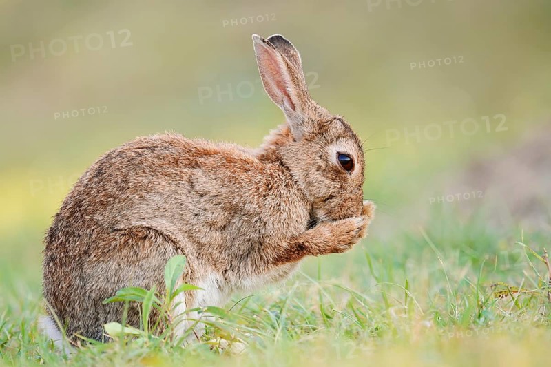 A wild rabbit (Oryctolagus cuniculus) is sitting in a meadow, grooming itself, North Rhine-Westphalia, Germany