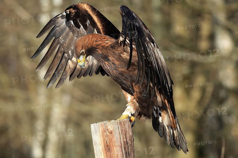 Golden eagle perched, an eagle majestically spreads its wings over a tree trunk in the forest, golden eagle (Aquila chrysaetos), adult, on the lookout, in winter, Šumava, Czech Republic