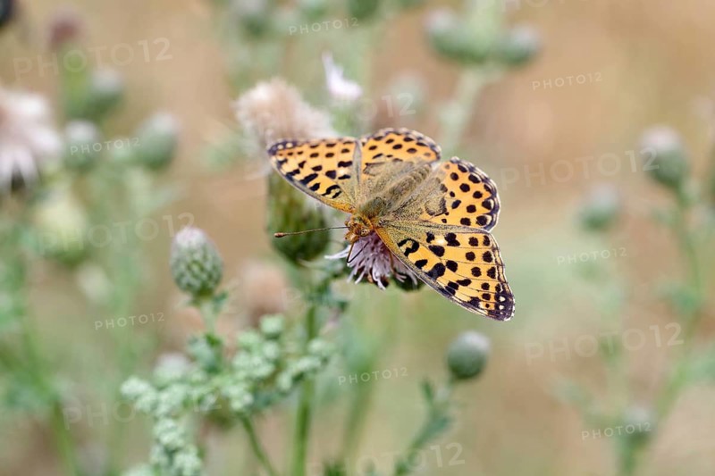 Queen of Spain fritillary (Issoria lathonia), macro, Spear Thistle, nectar, wings spread, Germany