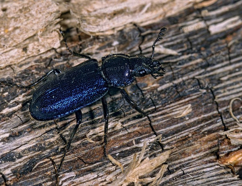 Blue stag beetle, small deer beetle, Platycerus caraboides, beetle, insects, beetles