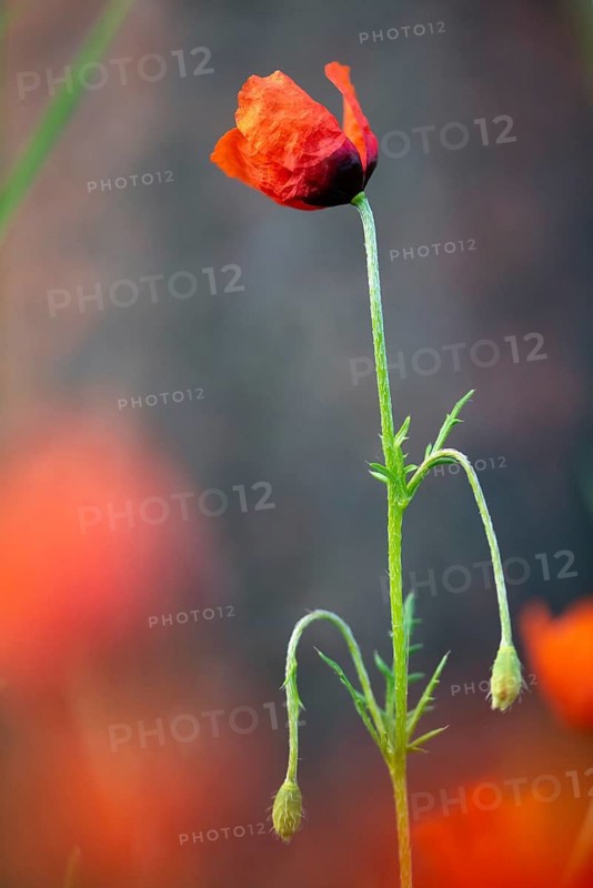 Poppies, Papaver Argemone, Papaveraceae, Sandpoppy, Flora, High Size, Portrait, Long Pricklyhead Poppy, Pale Poppy, Plants, Prickly Poppy
