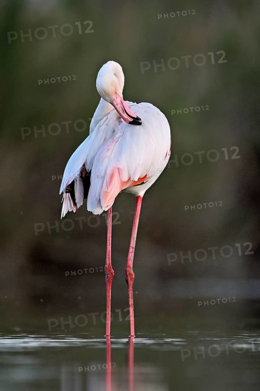 Pink flamingo (Phoenicopterus roseus), standing in the water preening its plumage, Camargue Regional Nature Park, southern France