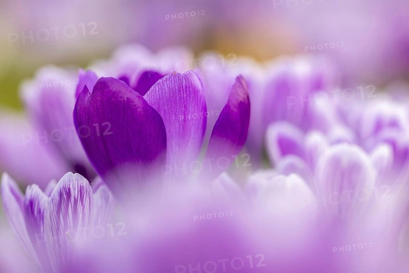 Close-up of lilac crocuses (Crocus sp.) blooming in flower garden in late winter, early spring