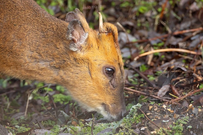 Muntjac deer (Muntiacus reevesi) adult animal feeding, England, United Kingdom