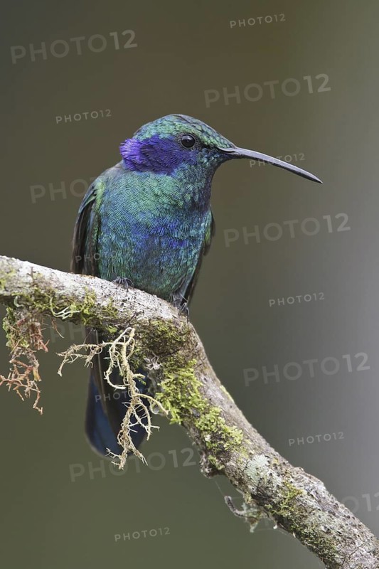 Green Violetear (Colibri thalassinus), Costa Rica