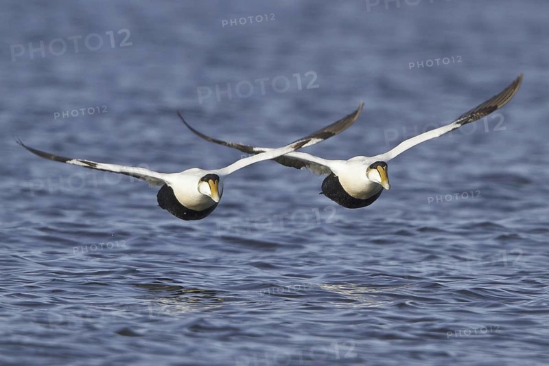 Common Eider (Somateria mollissima) male flying, Manitoba, Canada