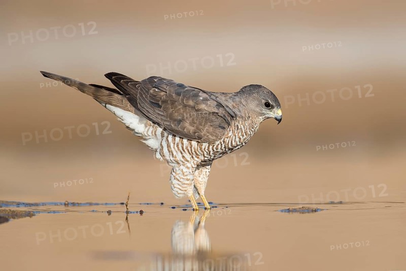 Levant Sparrowhawk (Accipiter brevipes) female, Eilat, Israel