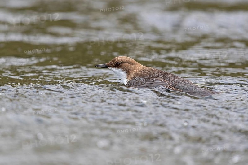 White-throated Dipper (Cinclus cinclus), Baden-Wuerttemberg, Germany