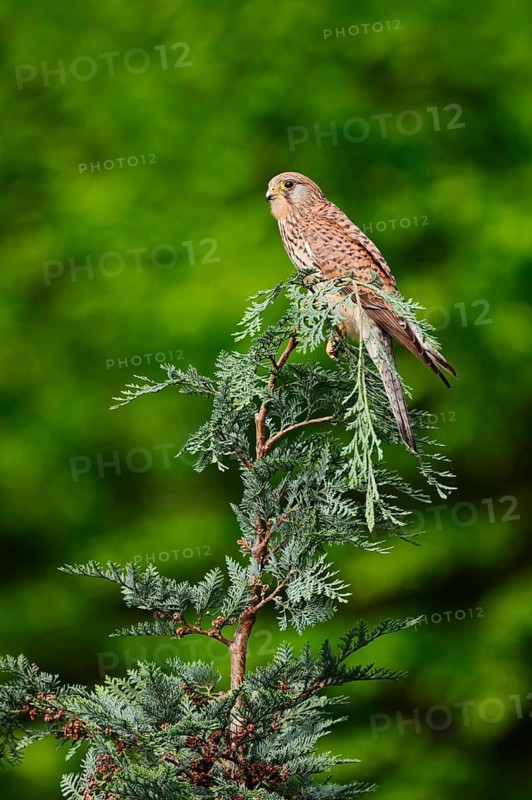 Kestrel (Falco tinnunculus), female, North Rhine-Westphalia, Germany